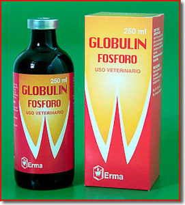 globulin